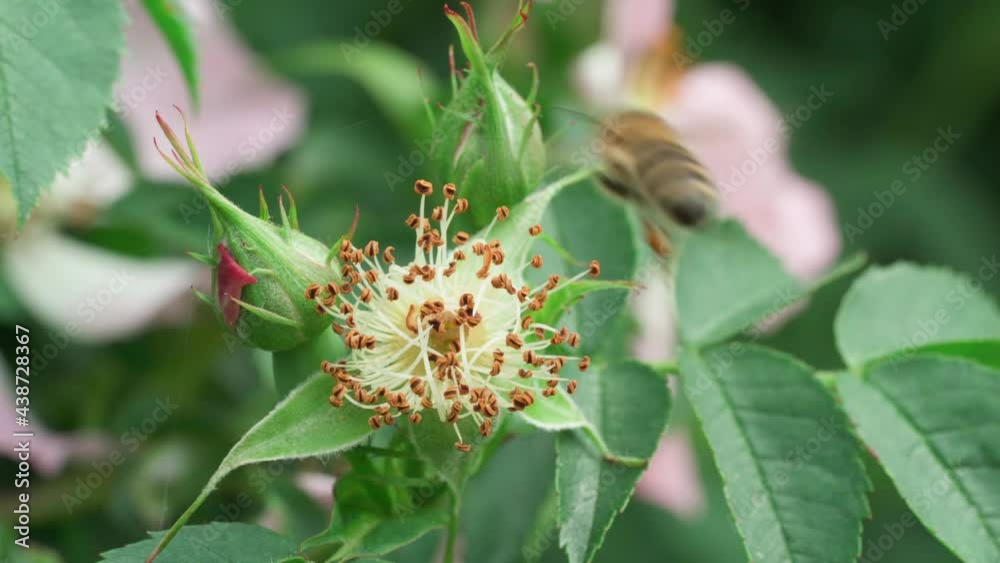 Bee on a faded wild rose. Bee on a faded wild rose.