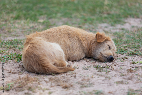 A dog sleeping on the ground