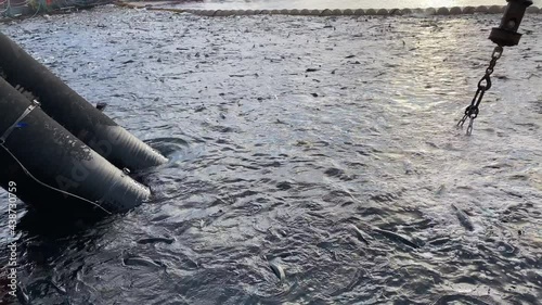 Delousing salmon in the salmon farm. photo