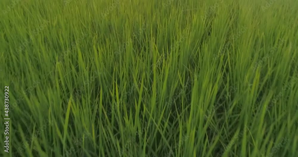 Rice Field evening sunrise aerial view Thailand Rice Field evening sunrise aerial view Thailand