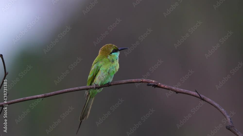 Green Bee-Eater bird perched on a branch waiting for insects to be eaten Green Bee-Eater bird perched on a branch waiting for insects to be eaten