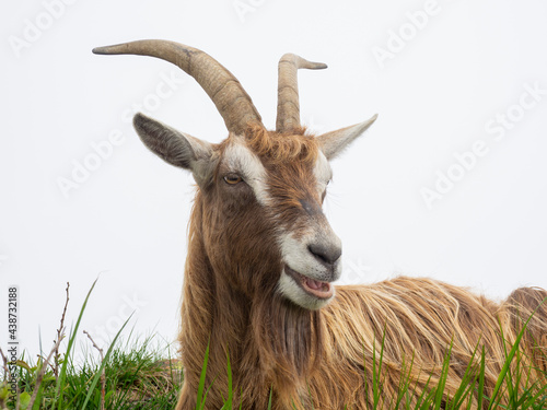 Female wild goat grazing in the meadows of the Italian Alps. Natural mountain environment
