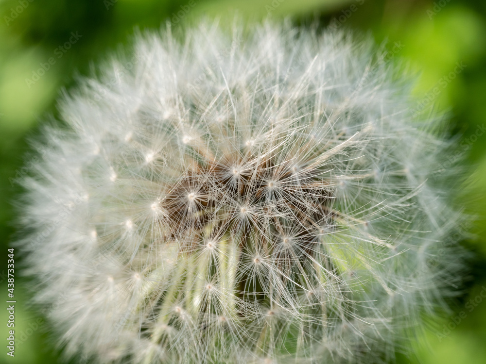 Fototapeta premium タンポポの綿毛の細部をズーム