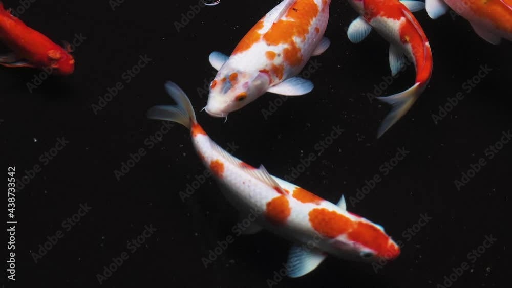 Multi color koi fish close up view with dark background