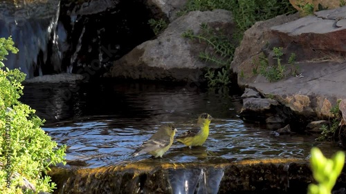 A pair of lesser goldfinches drinking from a babbling brook