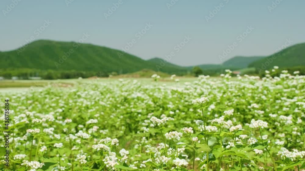 Green mountains and buckwheat flower fields. Green mountains and buckwheat flower fields.