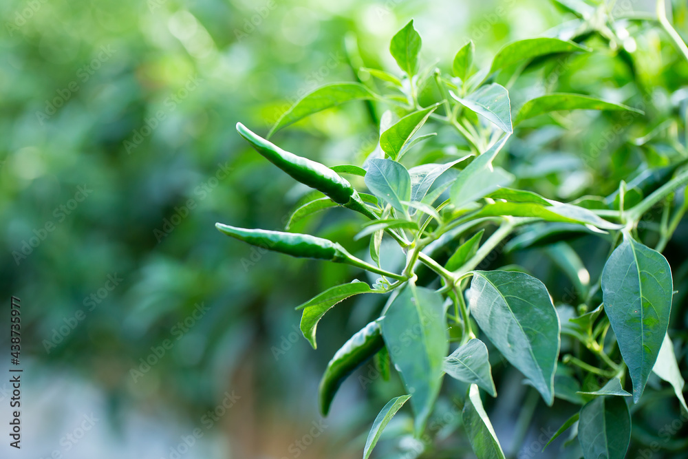 Obraz premium Ripe Green chilli on a tree, Green chilies grows in the garden