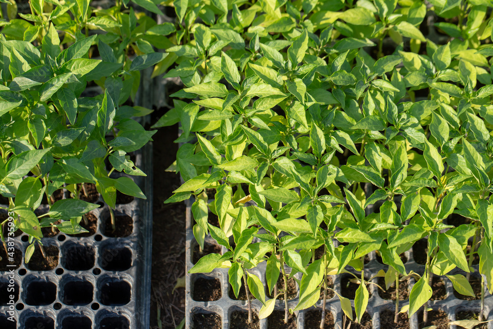 Naklejka premium Fines herbes botany plant leaf detail
