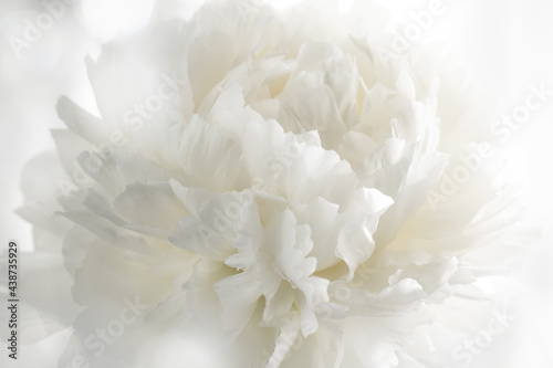 White peony flower