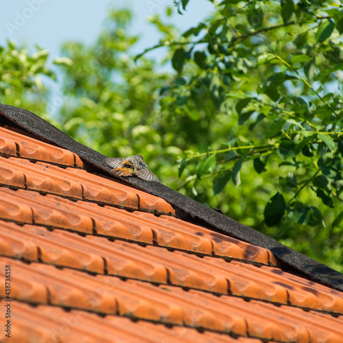 A black red start chick spreds its wings to warm its feathers on a roof photo