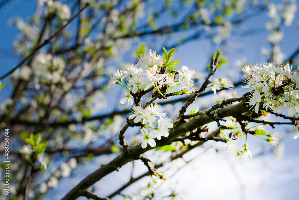 flowering plum branches against a sunny blue sky flowering plum branches against a sunny blue sky