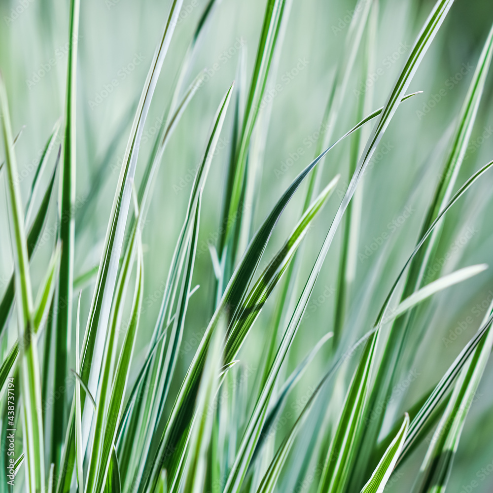 Decorative green and white striped grass. Arrhenatherum elatius bulbosum variegatum. Soft focus. Natural background. Decorative green and white striped grass. Arrhenatherum elatius bulbosum variegatum. Soft focus. Natural background.