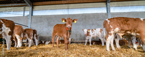 Rindfleischerzeugung - Fleckviehkälber in einem Fresseraufzuchtbetrieb, landwirtschaftliches Symbolfoto.