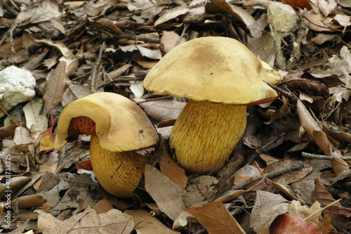 Quadro em tela mushroom lurid bolete