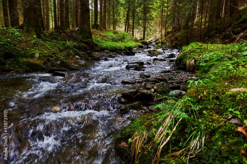 wonderful cold fresh brook in the forest