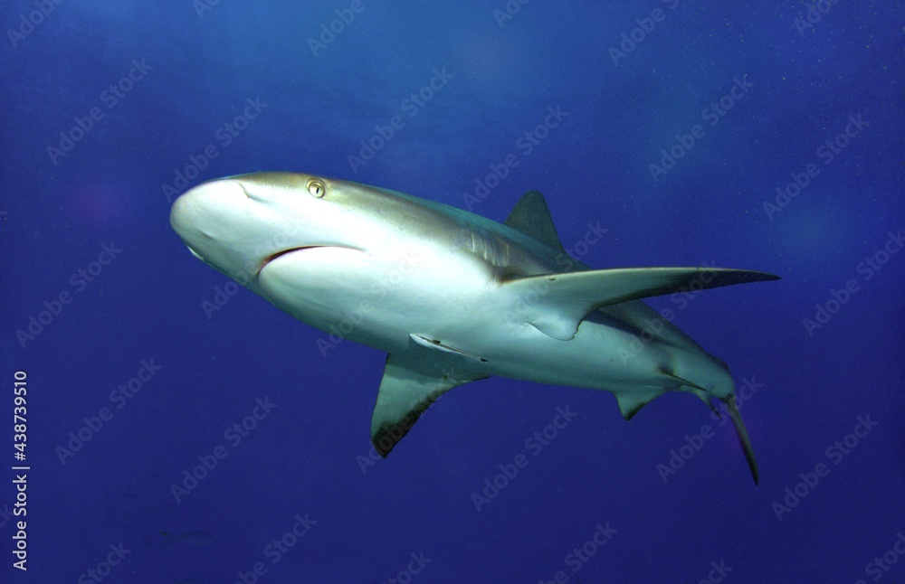Fototapeta premium Caribbean Reef Shark in Open Water