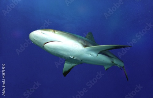 Caribbean Reef Shark in Open Water