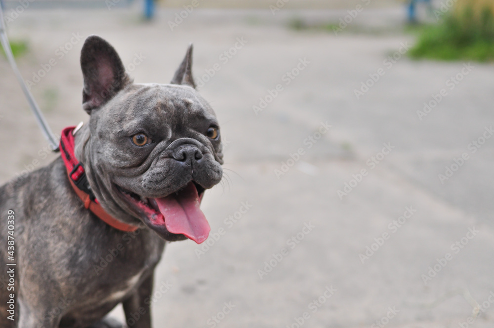 Obraz premium Portrait of black cute english bulldog in the playground 