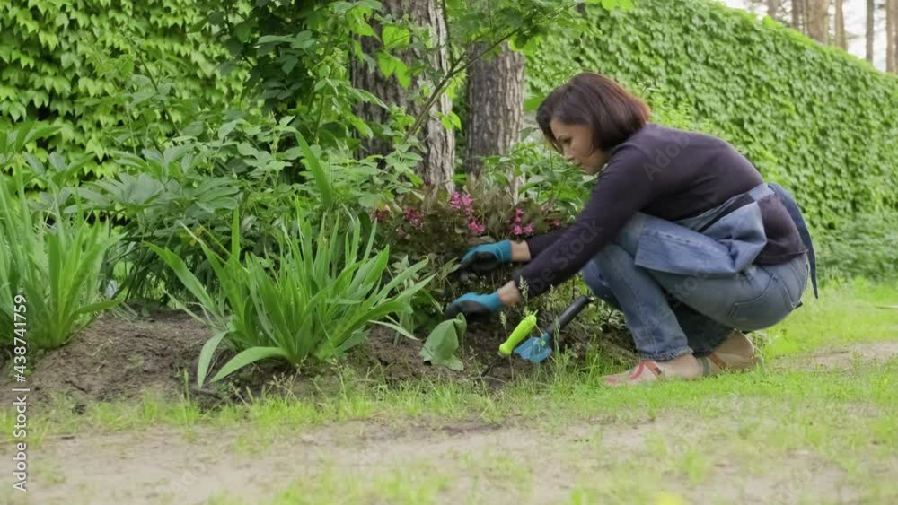 Woman in garden working with plants in flowerbed Woman in garden working with plants in flowerbed