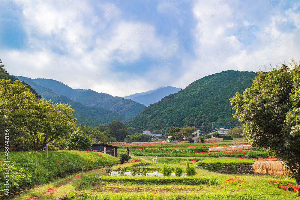 Fototapeta premium 彼岸花の群生地、日向薬師の田園風景【神奈川県・伊勢原市】 rural scenery in Japan