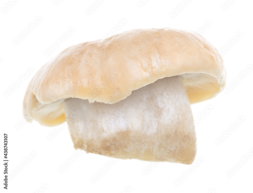 Mushroom Calocybe gambosa on a white background. Mushroom Calocybe gambosa on a white background.