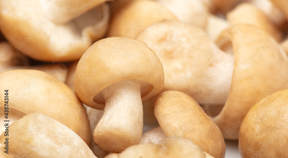Close-up of porcini mushrooms as background. Close-up of porcini mushrooms as background.