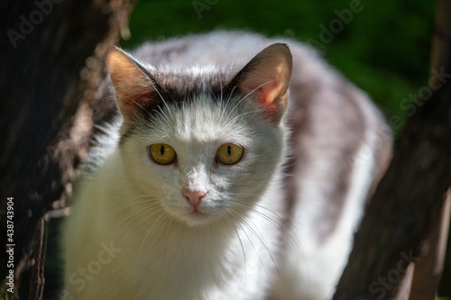 Portrait of a cat in the park. Close-up