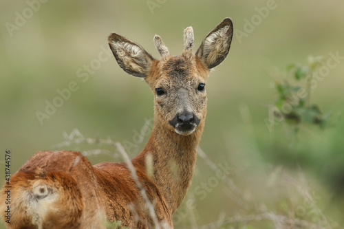 A head shot of a cute Stag Roe Deer, Capreolus capreolus, standing in a meadow.	