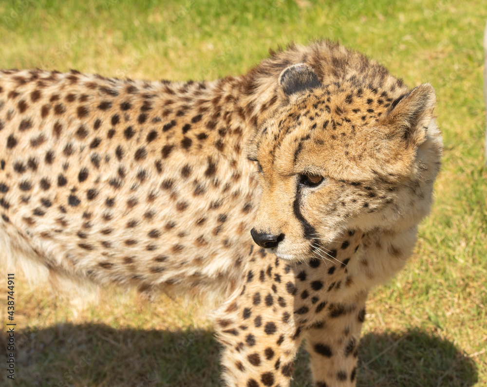 Cheetah or Acinonyx jubatus, looking to left and glossy black nose. Beautiful solid black spotted coat. Blurred green background. South Africa Cheetah or Acinonyx jubatus, looking to left and glossy black nose. Beautiful solid black spotted coat. Blurred green background. South Africa