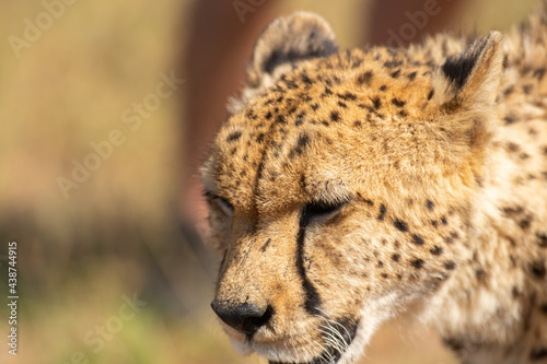 Portrait of Cheetah or Acinonyx jubatus, looking to left. Beautiful solid black spotted coat. Blurred green background. South Africa