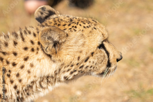 Cheetah or Acinonyx jubatus, looking to right with ears pinned back. Beautiful  blurred solid black spotted coat. Blurred green background. South Africa