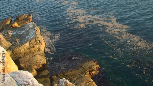 Bloom of blue-green algae Nodularia spumigena: Clusters of algae on the surface of the sea near the rocky shore. photo