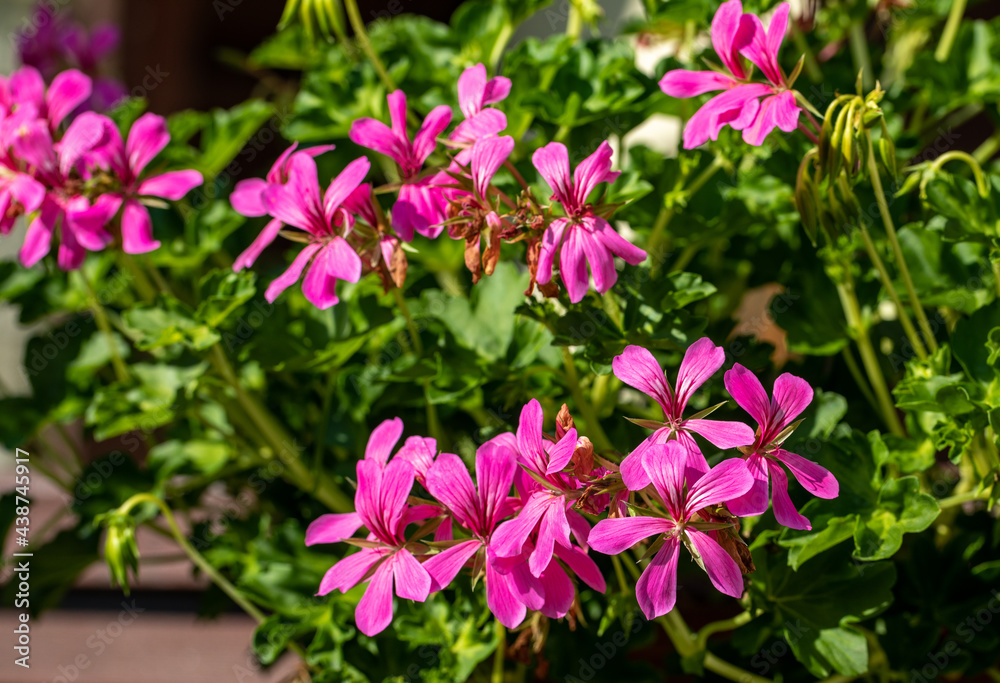 Pelargonium flowers commonly known as geraniums, pelargoniums or storksbills and fresh green leaves in a pot in a garden Pelargonium flowers commonly known as geraniums, pelargoniums or storksbills and fresh green leaves in a pot in a garden