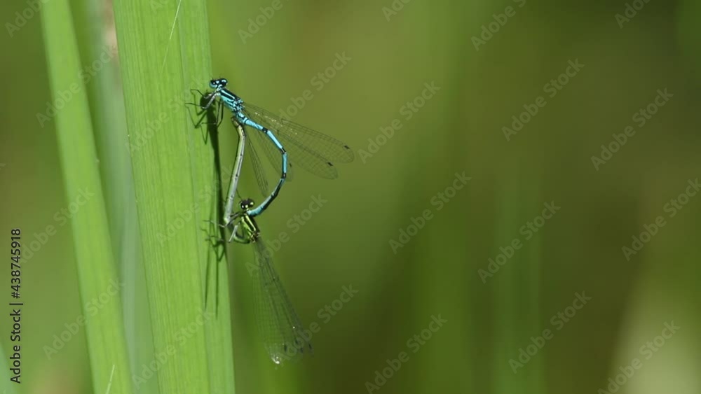 A mating pair of Azure Damselfly, Coenagrion puella, perching on a reed growing in a pond. A mating pair of Azure Damselfly, Coenagrion puella, perching on a reed growing in a pond.
