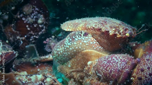 Warty crab or Yellow shore crab (Eriphia verrucosa) changes the shell. photo