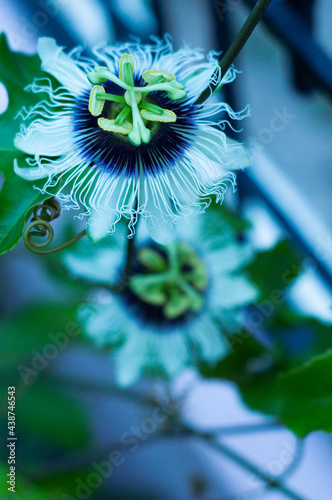 Flores de pasiflora 2