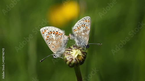 A mating pair of Brown Argus Butterfly, Aricia agestis, resting on an Ox-eye daisy flower, Leucanthemum vulgare,. photo