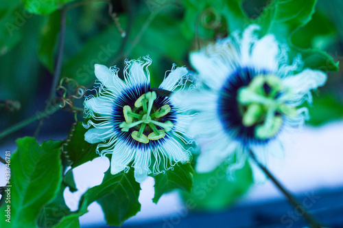 Flores de pasiflora 6