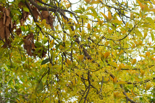Árbol con flores
