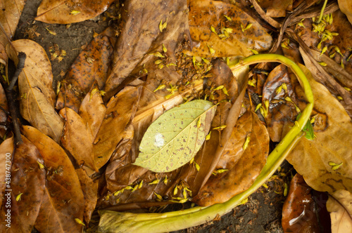 Naturaleza muerta