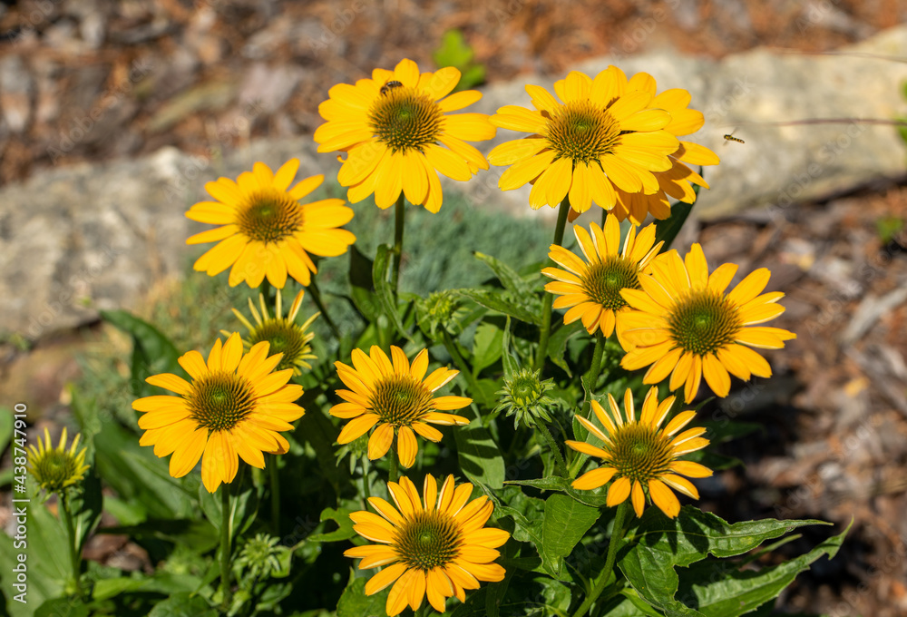 Flowers of Echinacea - an herb stimulating the immune system Flowers of Echinacea - an herb stimulating the immune system