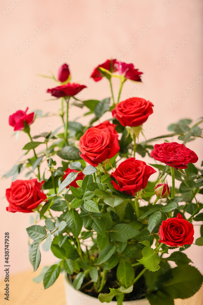 Obraz premium Beautiful red rose in pot on table near color wall