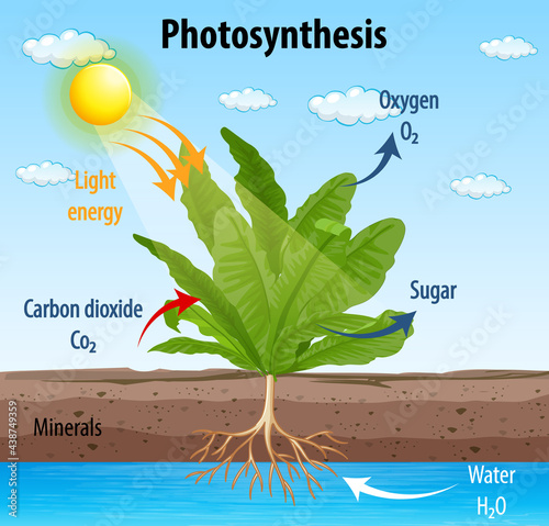 Diagram showing process of photosynthesis in plant