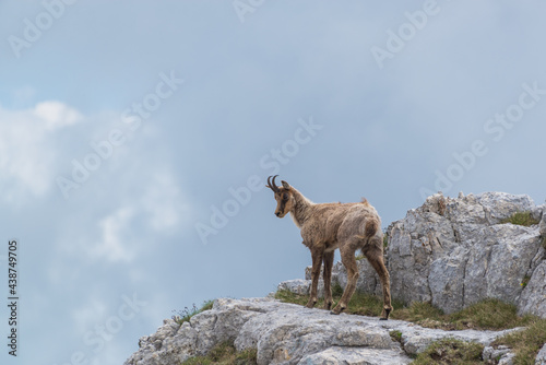 camoscio nel PNALM