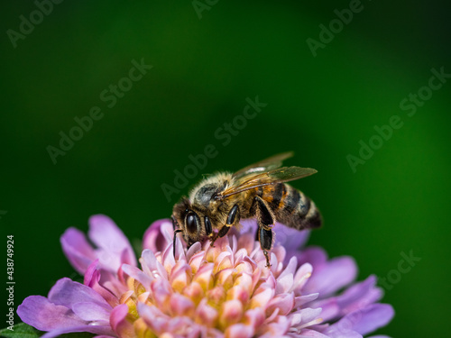 Summer bee on purple flower © Ruben