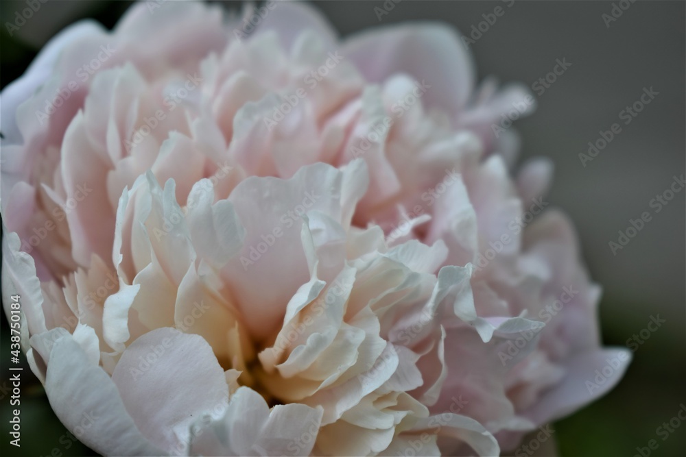 In Bloom In Bloom