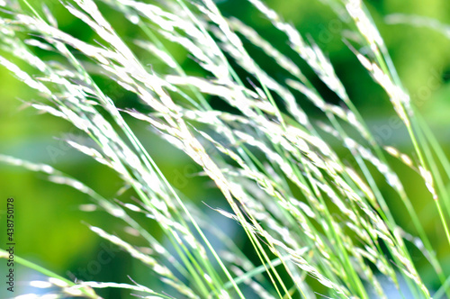 Spikelets of straw-colored grass on a green background. Close-up abstract blurred background image. Illustration for summer sunny mood, outdoor recreation.