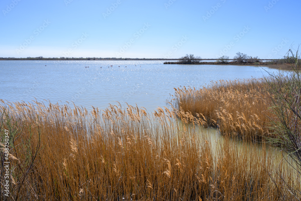 Etang de Camargue Etang de Camargue