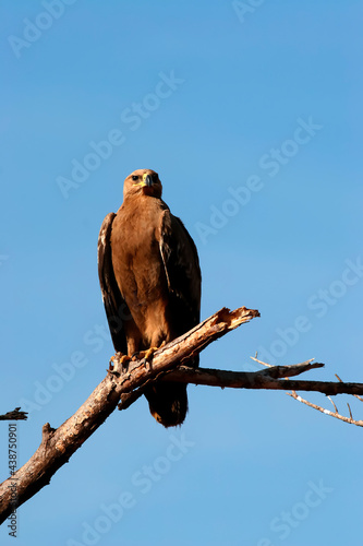 Aigle Ravisseur Aquila rapax oiseau rapace prédateur d'Afrique à tête brune