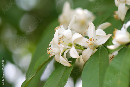 FLORES DE AZAHAR EN EL ÁRBOL